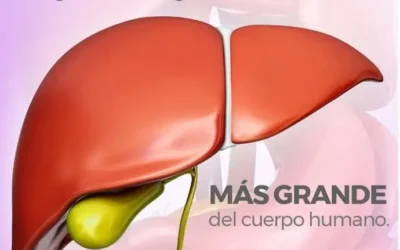 ¿Cómo se Divide el Hígado? Una Guía para Entender sus Lóbulos