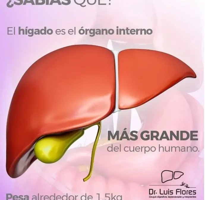 ¿Cómo se Divide el Hígado? Una Guía para Entender sus Lóbulos