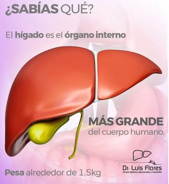 Dr. Flores cirujano digestivo en cuenca - ecuador, El hígado es el órgano más grande del cuerpo humano