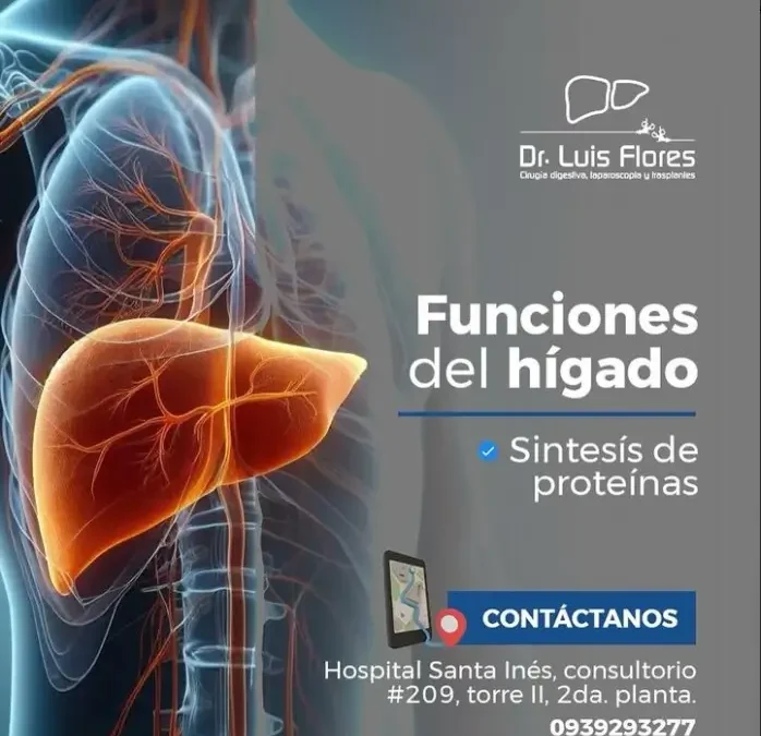 Las Funciones del Hígado: El Motor de Tu Salud