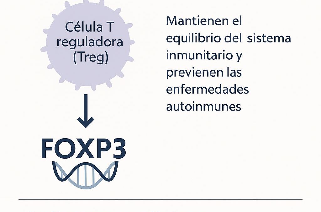 El Nobel de Medicina 2025: un premio al equilibrio del sistema inmune