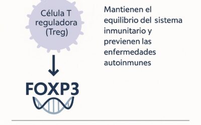 El Nobel de Medicina 2025: un premio al equilibrio del sistema inmune