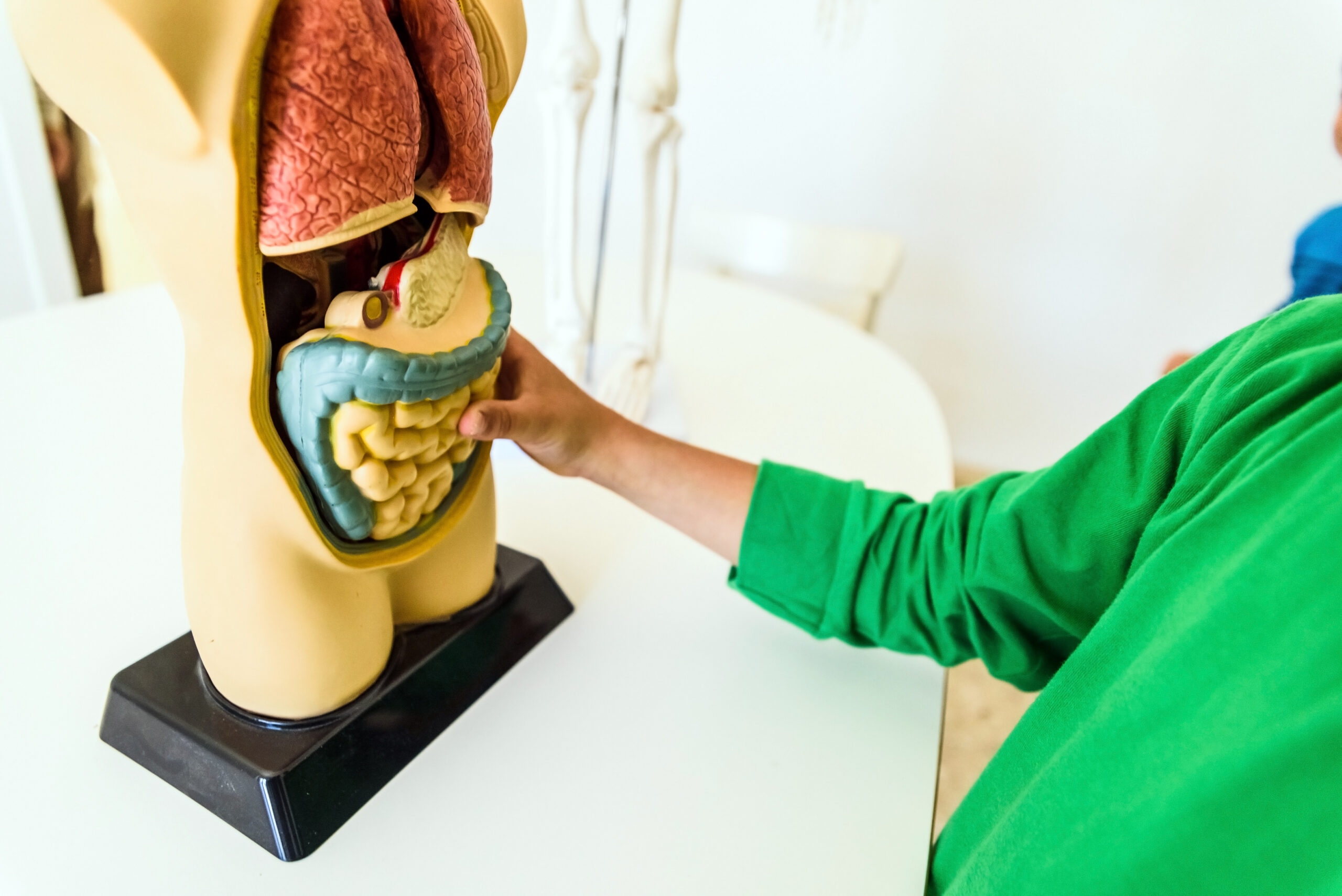 Students in anatomy and human biology class with an artificial model of the human body with organs.