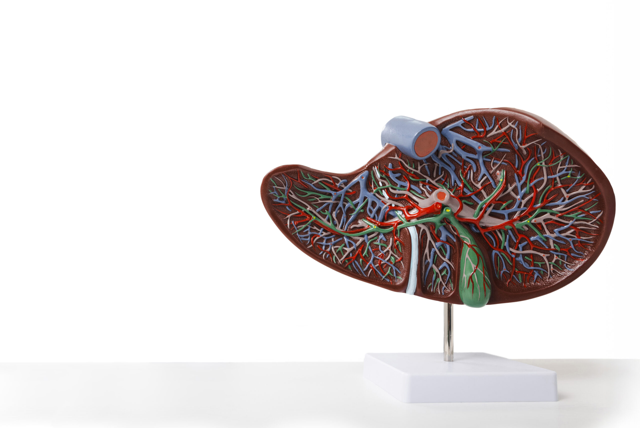 liver-anatomy-model-on-white-background-still-life-2026-03-09-03-00-12-utc 1